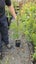 Callistemon Red Cluster - Bottlebrush Pb5, 'Premium grade'...x1 - x20 available Carousel 1