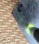 Genuine NZ Pounamu/Greenstone Rough Block Carousel 6