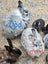 Jersey / Chinchilla & Netherland Dwarfs Carousel 12