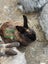 Jersey / Chinchilla & Netherland Dwarfs Carousel 13
