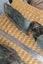 Genuine NZ Pounamu/Greenstone Rough Block Carousel 4