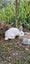 LARGE RABBIT HUTCH & 2 MINILOP RABBITS Carousel 3