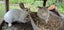 LARGE RABBIT HUTCH & 2 MINILOP RABBITS Carousel 4