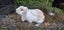 MINILOP RABBIT Carousel 3