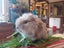 Adorable baby Guinea pigs!! Carousel 3