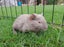 Adorable baby Guinea pigs!! Carousel 5