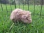 Adorable baby Guinea pigs!! Carousel 6