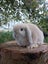 Pure Bred Mini Lops Carousel 4