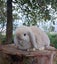 Pure Bred Mini Lops Carousel 3
