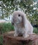 Pure Bred Mini Lops Carousel 2