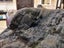 New Single Dark Green Real NZ Possum Full Fur Throw - No Reserve! - B6370 Carousel 4