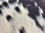 New Cow Hide Stunning Brown and White Cowhide Rug - No Reserve! - C155 Carousel 4