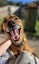 Dog - Joe Carousel 2