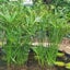 Pond plant Cyperus A.Nana compacta, commonly known as the Dwarf Papyrus, plants Carousel 1