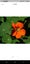 Nasturtium in pond ponds plant Carousel 1