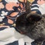 Mini lop bunnies Carousel 8