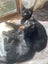 CAT RESCUE CHCH - Ready For Adoption Nikita Carousel 3
