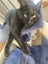 CAT RESCUE CHCH - Ready For Adoption Nikita Carousel 5