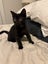 Black Female Kitten - For Free Carousel 1
