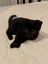 Black Female Kitten - For Free Carousel 2