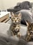 Kittens Carousel 4