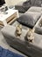 Kittens Carousel 5