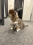 Kittens Carousel 6