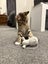 Kittens Carousel 7