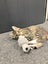 Kittens Carousel 8