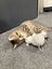 Kittens Carousel 9