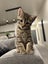 Kittens Carousel 10