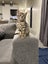 Kittens Carousel 11