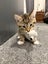 Kittens Carousel 12