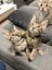 Kittens Carousel 13