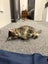 Kittens Carousel 15