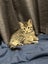 Kittens Carousel 17