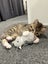 Kittens Carousel 18