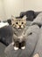 Kittens Carousel 14