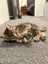 Kittens Carousel 16