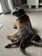 Lulu - 21kg, 11 years old, Loves Humans Carousel 1