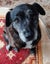 Lulu - 21kg, 11 years old, Loves Humans Carousel 2