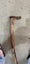 Walking stick Carousel 1