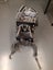 Macpac Vamoose Child Carrier Carousel 3