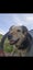 13 year Old Huntaway for adoption Carousel 1