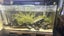 Black silicone rimless fish tank Carousel 1