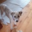 Maya - Collie X - BOI Animal Rescue Trust Carousel 3