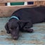 Stanley - Lab X - BOI Animal Rescue Trust Carousel 2