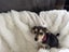 Puppies Carousel 12