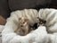 Puppies Carousel 11