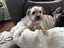 Puppies Carousel 9